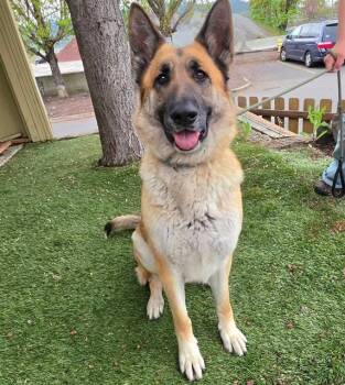 Davina -  German Shepherd Dog Dog for Adoption in Phoenix, Oregon - Davina | PetCurious