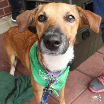 Vale -  Shepherd and Retriever Dog for Adoption in Washington, District Of Columbia - Vale | PetCurious