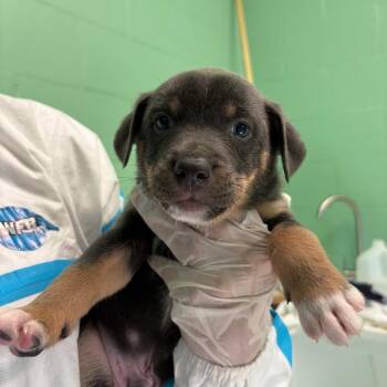Sandstone 2710 -  Mixed Breed Dog for Adoption in Loxahatchee Groves, Florida - Sandstone 2710 | PetCurious