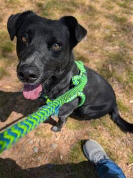 Australian Cattle Dog Blue Heeler and Feist Dogs Available for Adoption in Clyde, North Carolina - ELROY | PetCurious