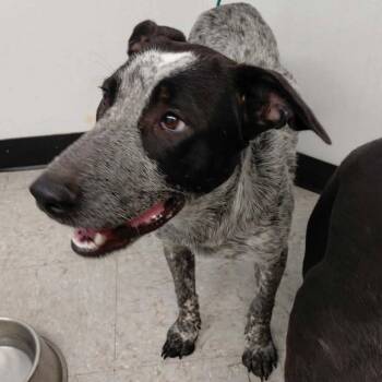 Freckles 26-09-057 -  Australian Cattle Dog Blue Heeler Dog for Adoption in Bastrop, Texas - Freckles 26-09-057 | PetCurious
