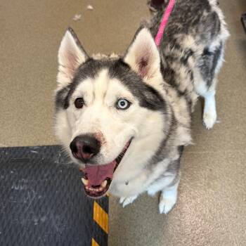 Kai -  Siberian Husky Dog for Adoption in Council Bluffs, Iowa - Kai | PetCurious