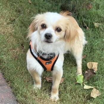 Eastland 22402 -  Cavalier King Charles Spaniel and Mixed Breed Dog for Adoption in Cumming, Georgia - Eastland 22402 | PetCurious