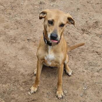 Beagle and Mixed Breed Dogs Available for Adoption in Sand Springs, Oklahoma - Bonnie | PetCurious