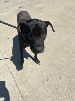 Rescue Labrador Retriever Dogs for Adoption in Marion, Ohio - Banjo | PetCurious