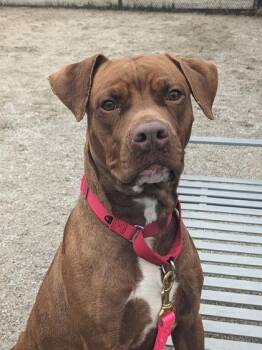 Mixed Breed Dogs Available for Adoption - Charlotte | PetCurious