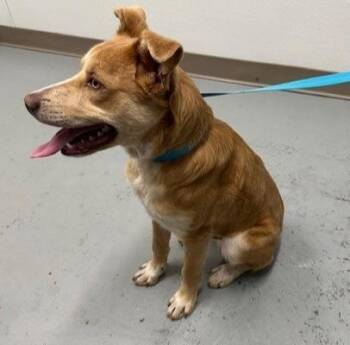Shepherd and Mixed Breed Dogs Available for Adoption in Kansas City, Missouri - Piggly Wiggly | PetCurious