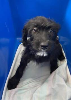 JILL -  Mixed Breed Dog for Adoption in Dallas, Texas - JILL | PetCurious