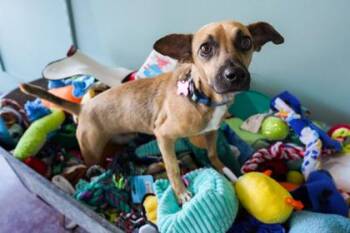 Chester -  Chihuahua and Dachshund Dog for Adoption in San Antonio, Texas - Chester | PetCurious