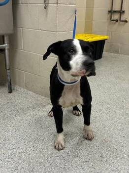 Pit Bull Terrier and Mixed Breed Dogs Available for Adoption in Conroe, Texas - A428514 | PetCurious