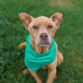 TACO -  Labrador Retriever Dog for Adoption in San Antonio, Texas - TACO | PetCurious
