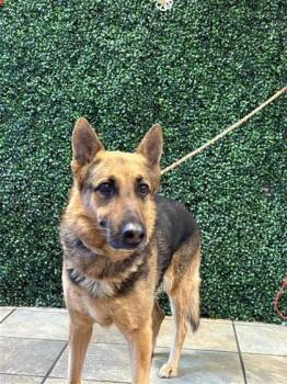 German Shepherd Dog and Mixed Breed Dogs Available for Adoption - 60785477 | PetCurious