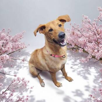 Rescue Labrador Retriever Dogs for Adoption in Salamanca, New York - Suagr | PetCurious