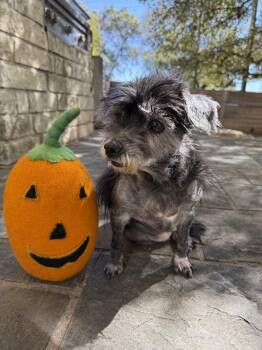 Irish Terrier and Miniature Pinscher Dogs Available for Adoption - Lady Pablo | PetCurious