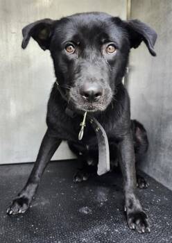 GRAVITY -  Labrador Retriever Dog Available for Adoption in San Antonio, Texas - GRAVITY | PetCurious