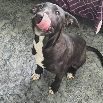 Alfalfa -  Black Labrador Retriever and Mixed Breed Dog for Adoption in Moses Lake, Washington - Alfalfa | PetCurious