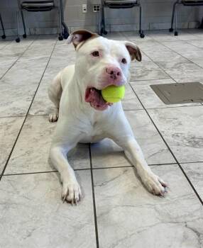 Pit Bull Terrier Dogs Available for Adoption in Kalamazoo, Michigan - CASPER | PetCurious