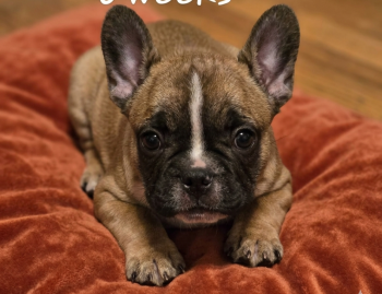 Biggie Smalls  -  French Bulldog Dog for Sale in Edison, New Jersey - Biggie Smalls  | PetCurious