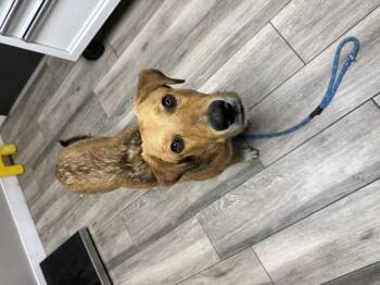 COOPER -  Labrador Retriever and German Shepherd Dog Dog for Adoption in Redlands, California - COOPER | PetCurious