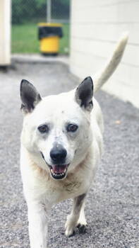 Rescue Australian Cattle Dog Blue Heeler and Shepherd Dogs for Adoption in Morristown, Tennessee - Brewster | PetCurious