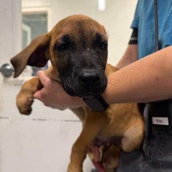 Davidson -  Mixed Breed Dog for Adoption - Davidson | PetCurious