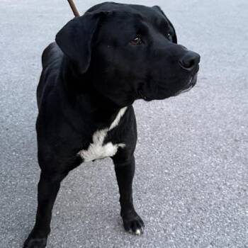 Merlin Stray Hold 8/25 -  Mixed Breed Dog for Adoption in Huntington, West Virginia - Merlin Stray Hold 8/25 | PetCurious