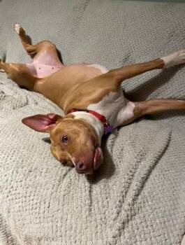 Mixed Breed Dogs Available for Adoption in Chamblee, Georgia - Sagittarius - IN FOSTER | PetCurious