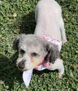 Ginger -  Poodle Dog for Adoption in Fredericksburg, Virginia - Ginger | PetCurious