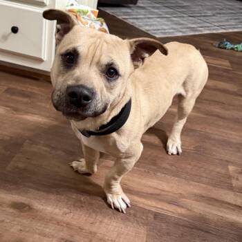 Rocket -  Mixed Breed Dog for Adoption in Camden, Delaware - Rocket | PetCurious
