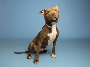 YAM -  Pit Bull Terrier Dog for Adoption in Phoenix, Arizona - YAM | PetCurious