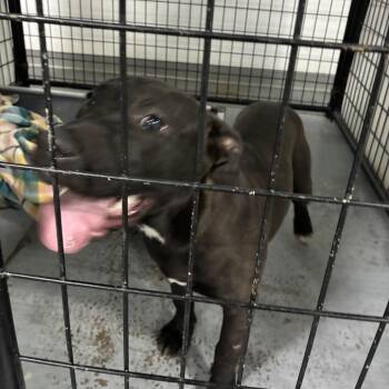 Terrier Dogs Available for Adoption in St. Louis, Missouri - Horchata | PetCurious