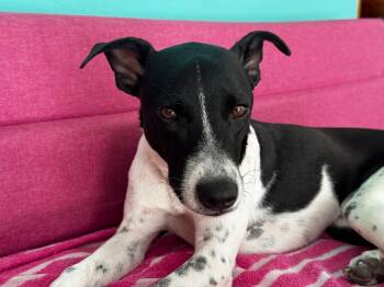 Terrier Dogs Available for Adoption - Pepsi | PetCurious