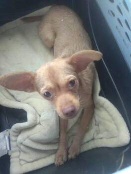 Queenie -  Chihuahua Dog for Adoption in Matthews, North Carolina - Queenie | PetCurious