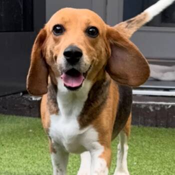 CYG9 aka Kylie- 6459 -  Beagle Dog for Adoption in Loxahatchee Groves, Florida - CYG9 Aka Kylie- 6459 | PetCurious