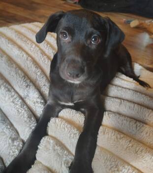 Mixed Breed Dogs Available for Adoption in Northwood, New Hampshire - Junie | PetCurious