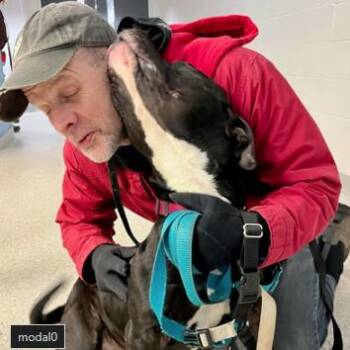 Lamb Chop -  Pit Bull Terrier and Mixed Breed Dog for Adoption in Indianapolis, Indiana - Lamb Chop | PetCurious