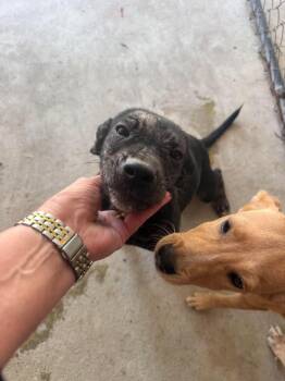 Dixie -  Mixed Breed Dog for Adoption in Rock Hill, New York - Dixie | PetCurious