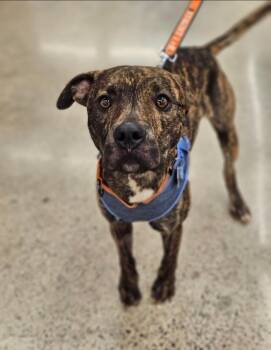 Rescue Pit Bull Terrier Dogs for Adoption in Farmington, Minnesota - Luca | PetCurious
