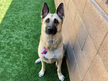 German Shepherd Dog Dogs Available for Adoption in San Marcos, California - SAVE ME PLEASE! Jazzy #A496230 | PetCurious