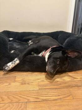 Titan NY -  Mixed Breed Dog for Adoption in Ontario, California - Titan NY | PetCurious