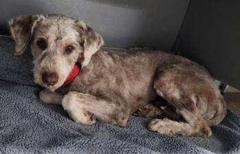 Theo -  Labrador Retriever and Golden Retriever Dog for Adoption in Cottonwood, Arizona - Theo | PetCurious
