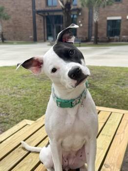 Rescue American Staffordshire Terrier Dogs for Adoption in Mount Pleasant, South Carolina - June Bug | PetCurious