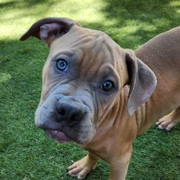 American Bulldog and American Staffordshire Terrier Dogs Available for Adoption in Austin, Texas - Elmer JuM | PetCurious