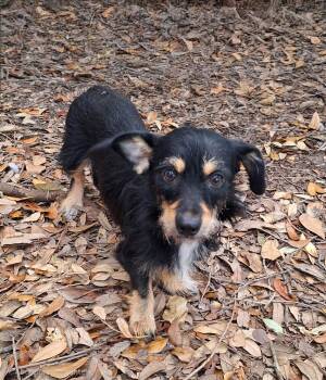 Nessarose BR14525-T -  Border Terrier and Chihuahua Dog for Adoption in Missouri City, Texas - Nessarose BR14525-T | PetCurious