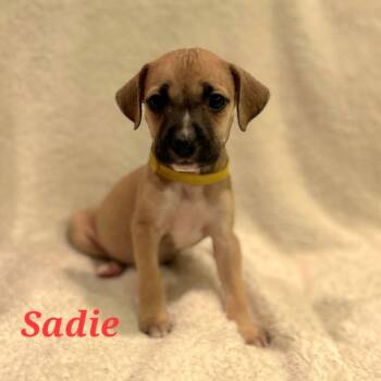 Rescue Hound and Mixed Breed Dogs for Adoption in Fairfax Station, Virginia - Sadie | PetCurious