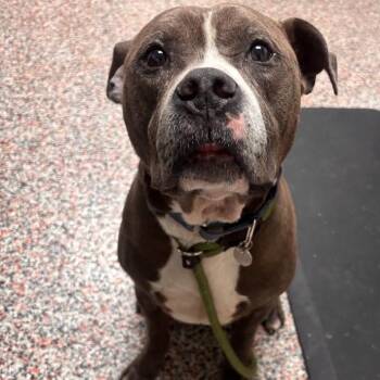 Jacks -  Mixed Breed and Pit Bull Terrier Dog for Adoption in Salt Lake City, Utah - Jacks | PetCurious