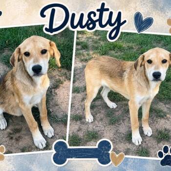 Dusty -  Labrador Retriever and Hound Dog for Adoption in Wadena, Minnesota - Dusty | PetCurious