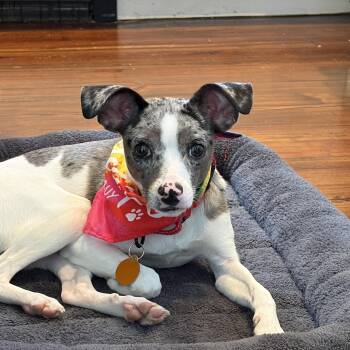 Shelby -  Parson Russell Terrier Dog for Adoption - Shelby | PetCurious