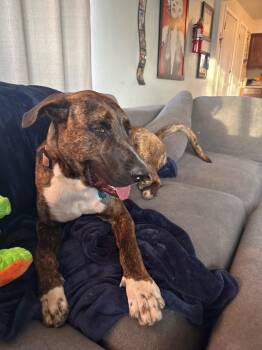 German Shepherd Dog and American Bulldog Dogs Available for Adoption - Kahlúa | PetCurious