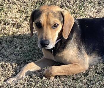 Rescue Beagle and Australian Shepherd Dogs for Adoption in Watertown, Connecticut - Buck | PetCurious